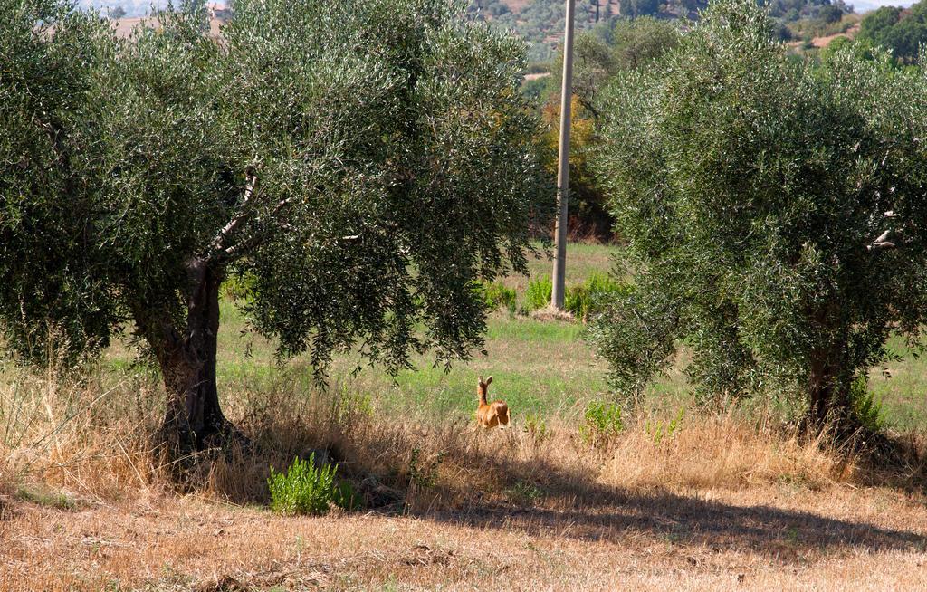 Agriturismo Prati Degli Orti 蒙蒂亚诺 外观 照片