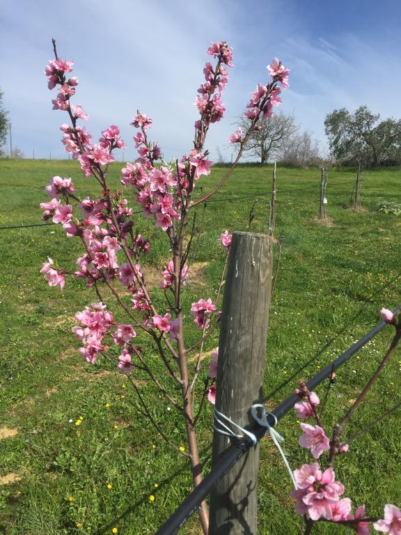 Agriturismo Prati Degli Orti 蒙蒂亚诺 外观 照片